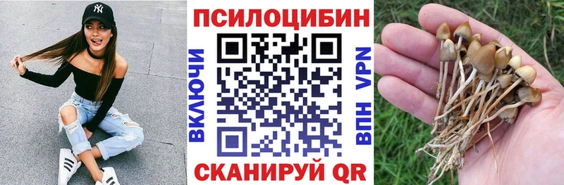Купить  Клин  Галлюциногенные грибы Cubensis 